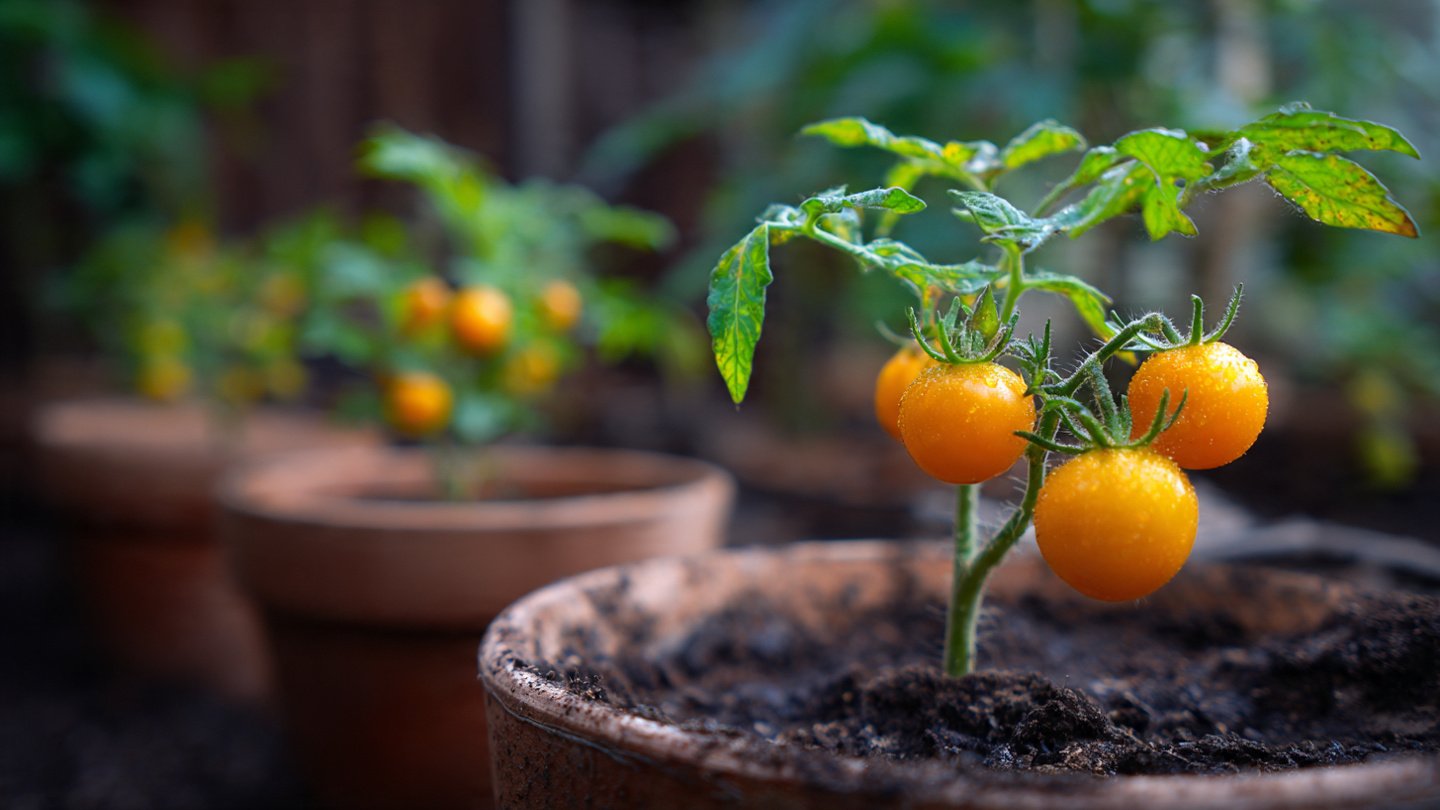 Best Method To Grow Palm Plants Indoors For Stunning Home Decor