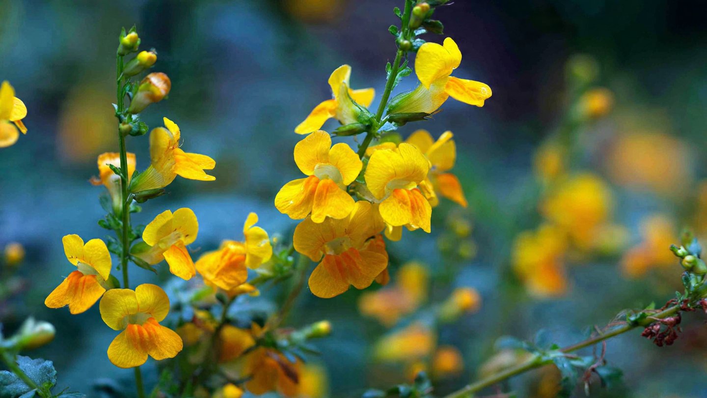 How to Master the Best Method to Grow Fairy Toadflax for a Vibrant Garden