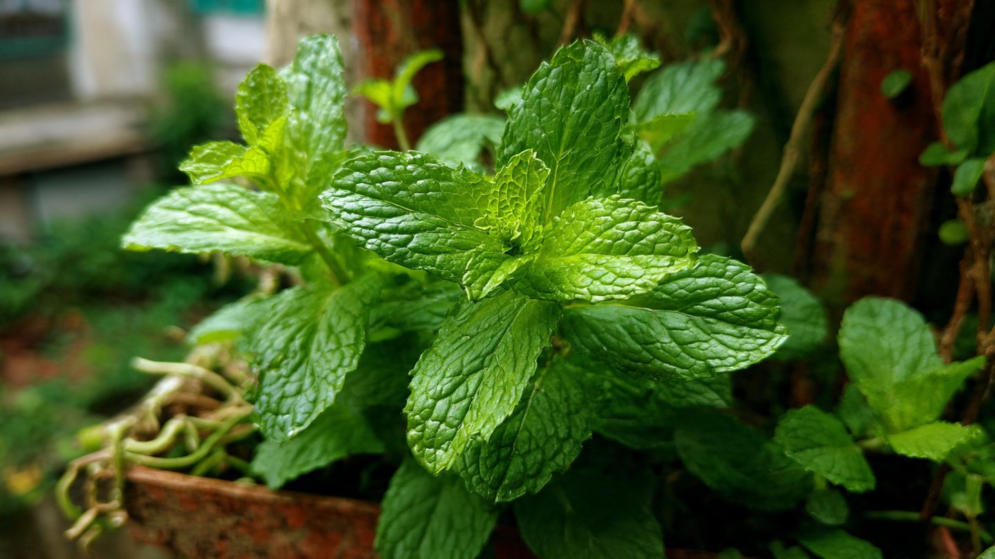 Simple Trick To Grow Fresh Mint From Stem Cuttings For Your Garden