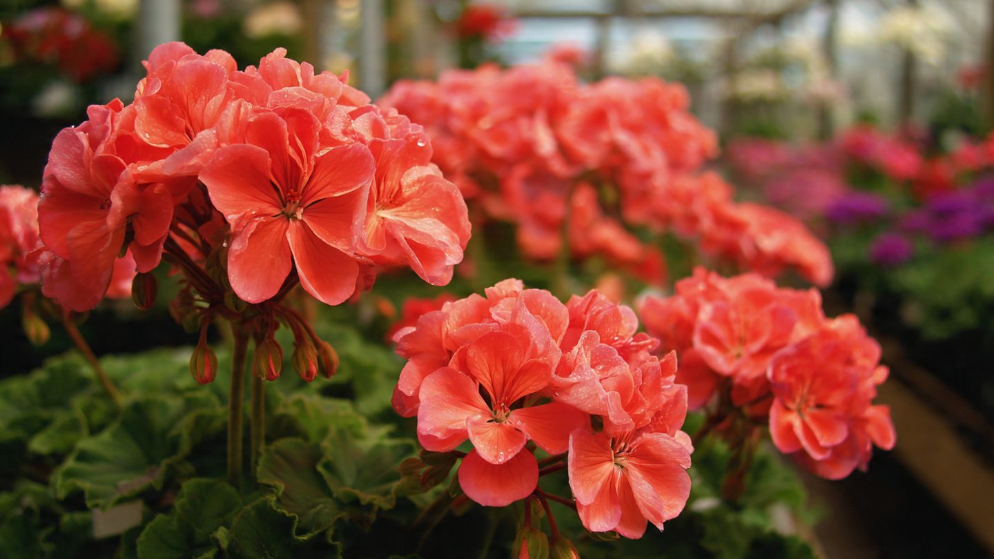 Effective Techniques for Successfully Overwintering Your Geraniums in Cold Climates