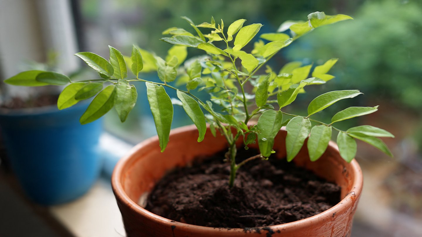 Can You Grow a Bushy Curry Leaf Plant? Discover the Best Method!