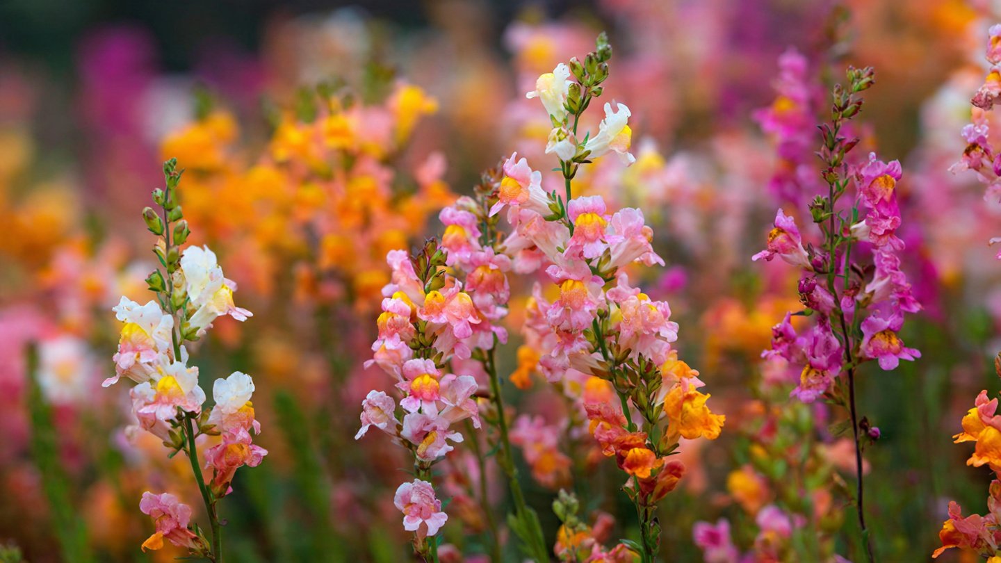 How to Grow Linaria Pastel Flowers for a Vibrant Garden Display