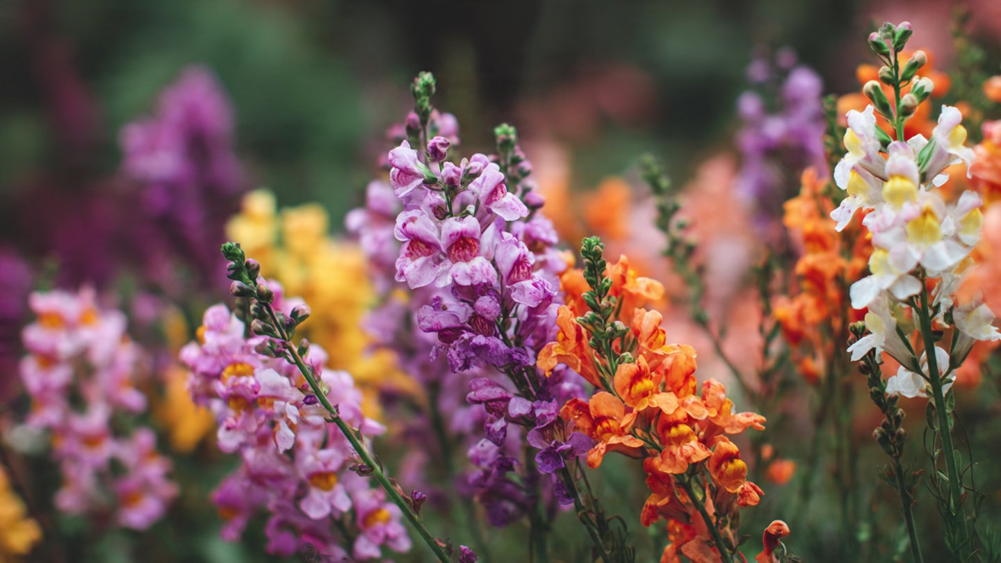How to Grow Linaria: Tips for Cultivating Cool Season Blooms