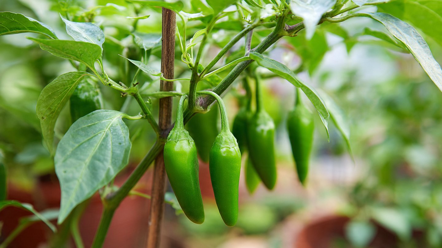 Simple Steps to Begin Growing Your Own Chili Peppers at Home
