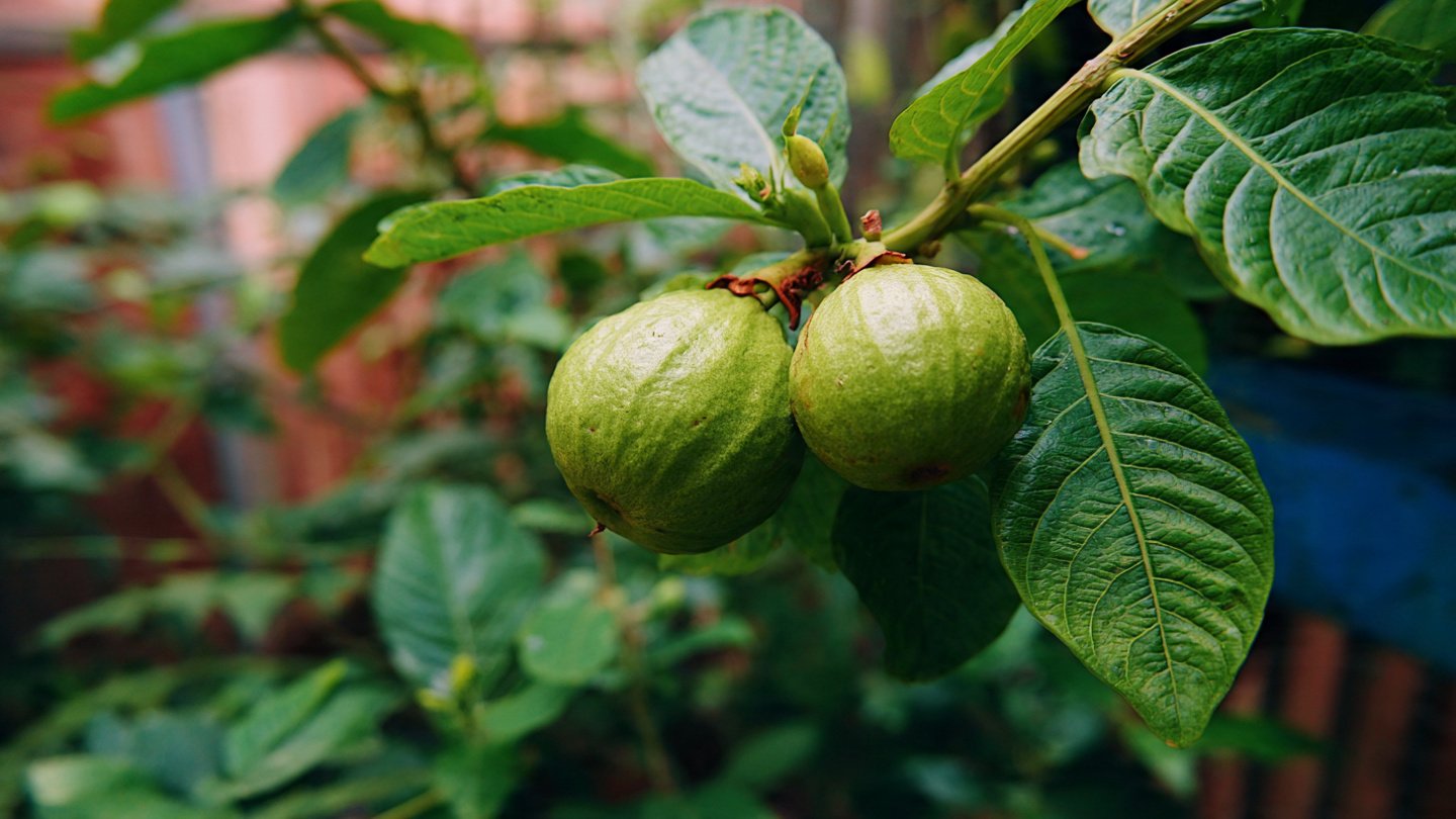 Easy Trick to Grow Delicious Guava From Seed in Your Backyard
