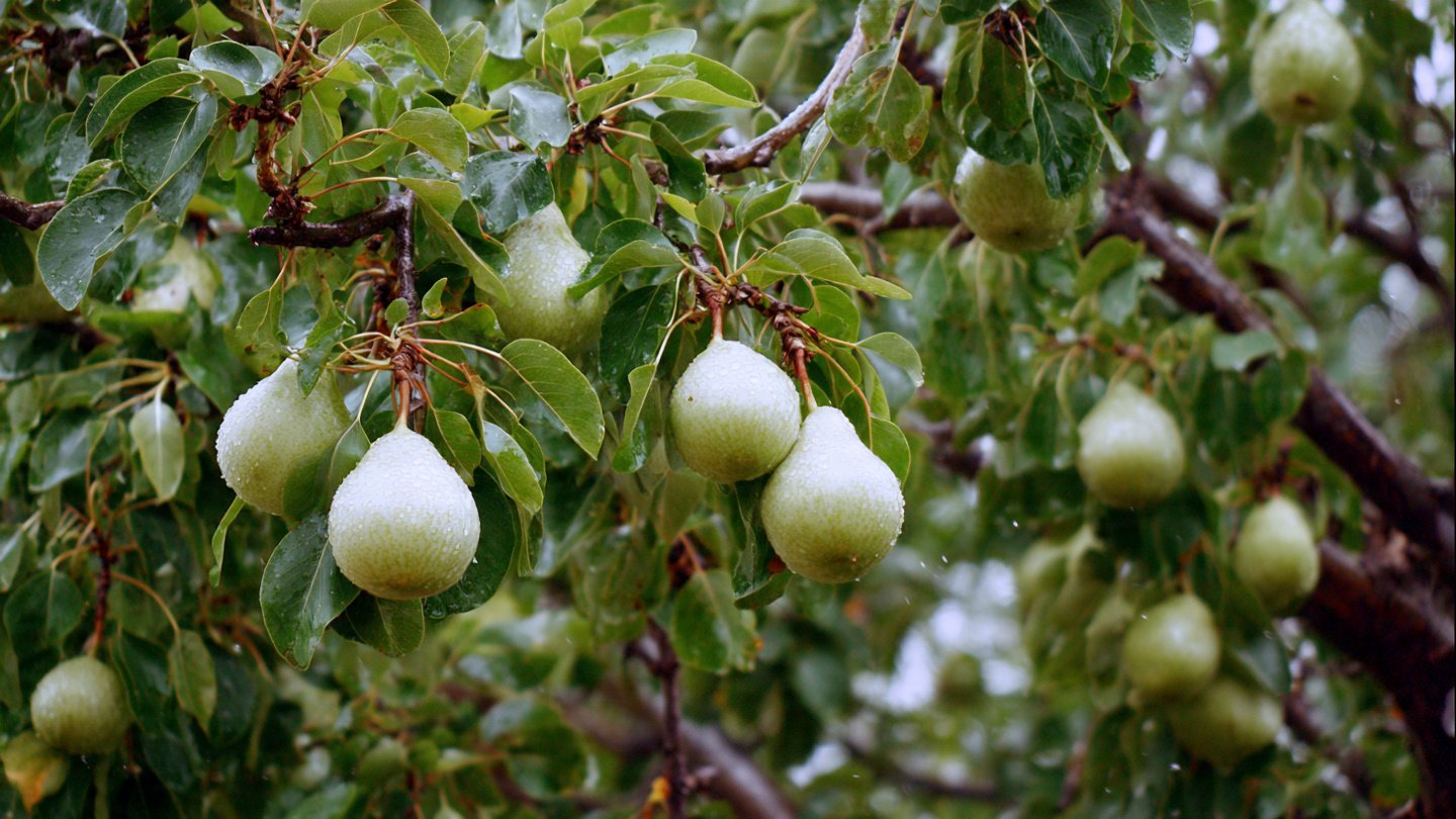 Ultimate Guide to Growing Healthy Pear Trees in Canadian Climate Conditions