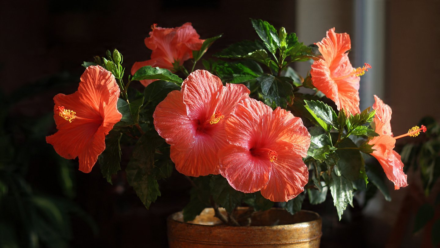 How to Successfully Grow Hibiscus From Cuttings at Home