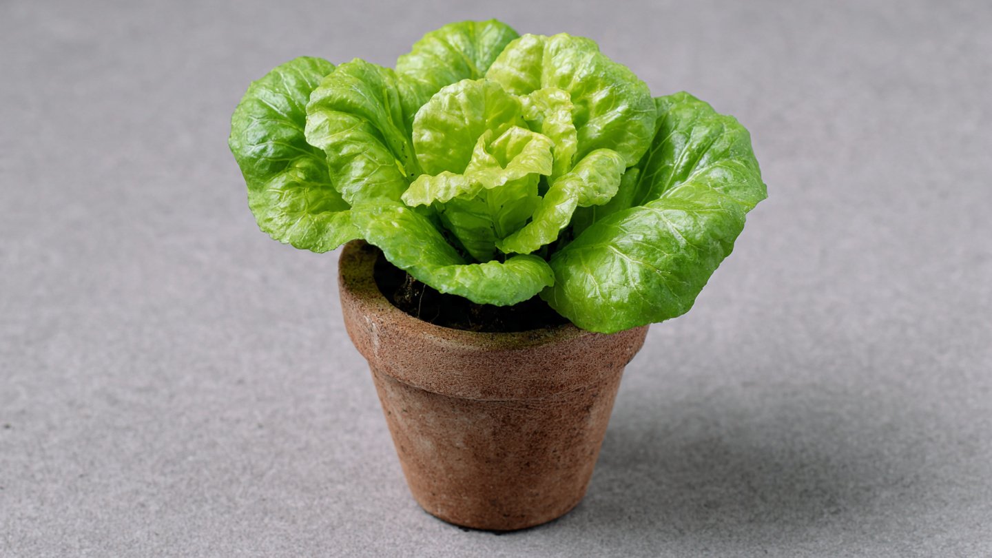 How to Grow Lettuce at Home Easily with Minimal Space