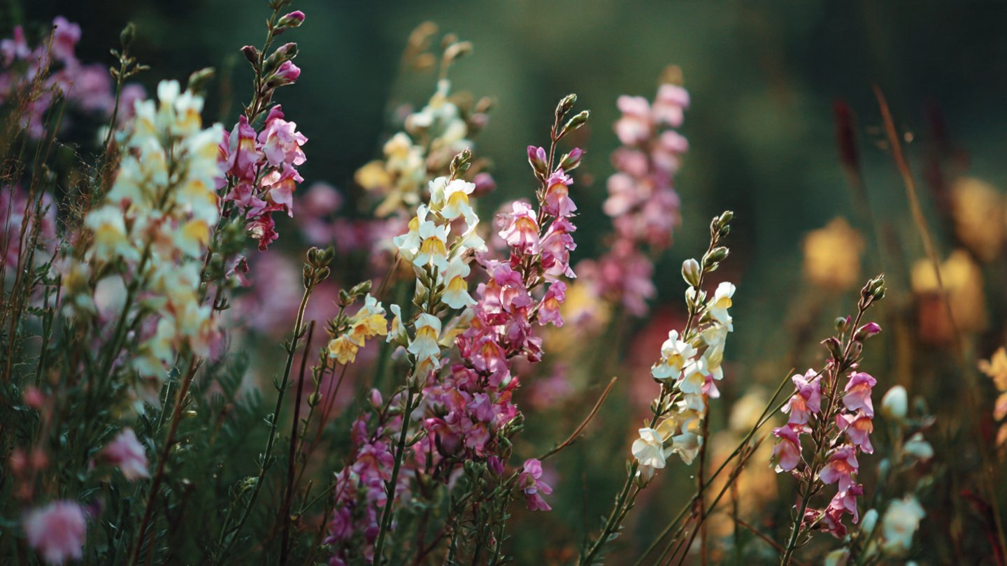 How to Grow Linaria Pastel Flowers for a Vibrant Garden Display