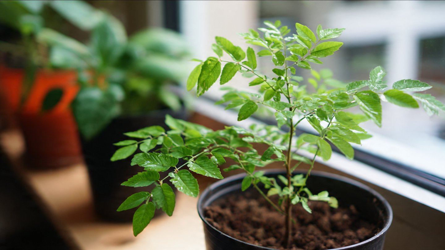 Can You Master the Grow Curry Leaf Indoor Method for Thriving Plants?