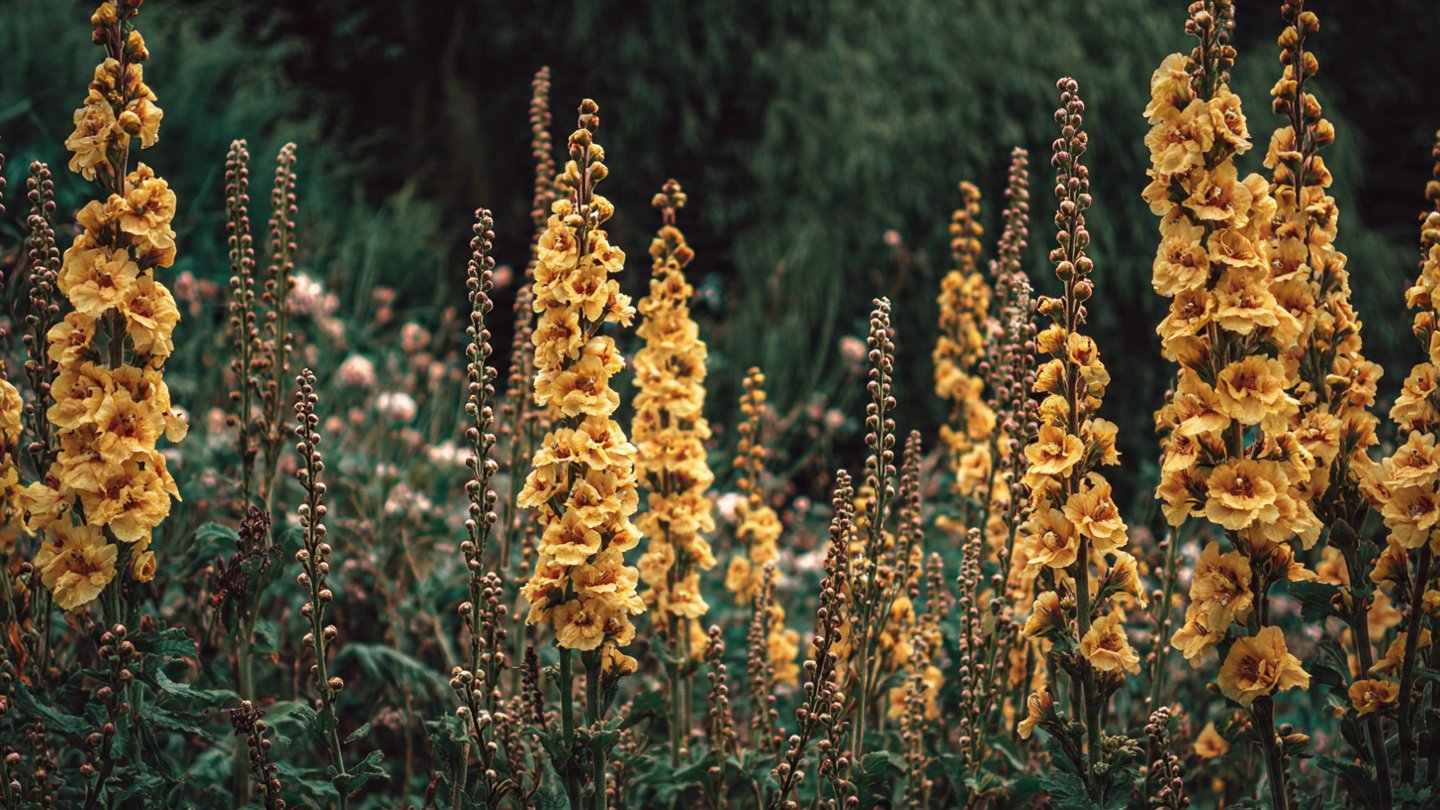 How to Effectively Grow Mullein Flower Spikes for a Vibrant Garden