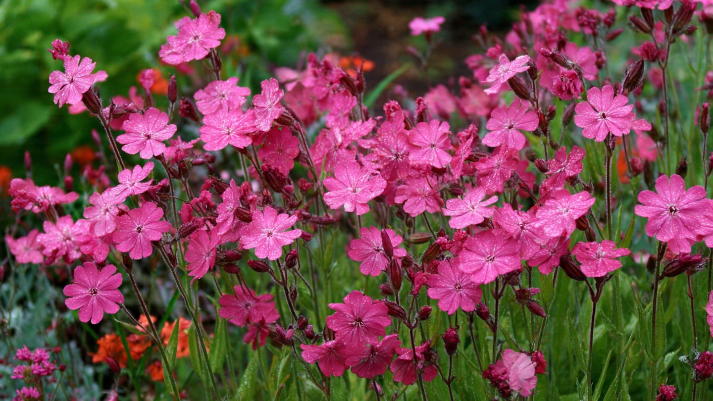 How to Grow Silene Pink Blooms for a Vibrant Garden Display