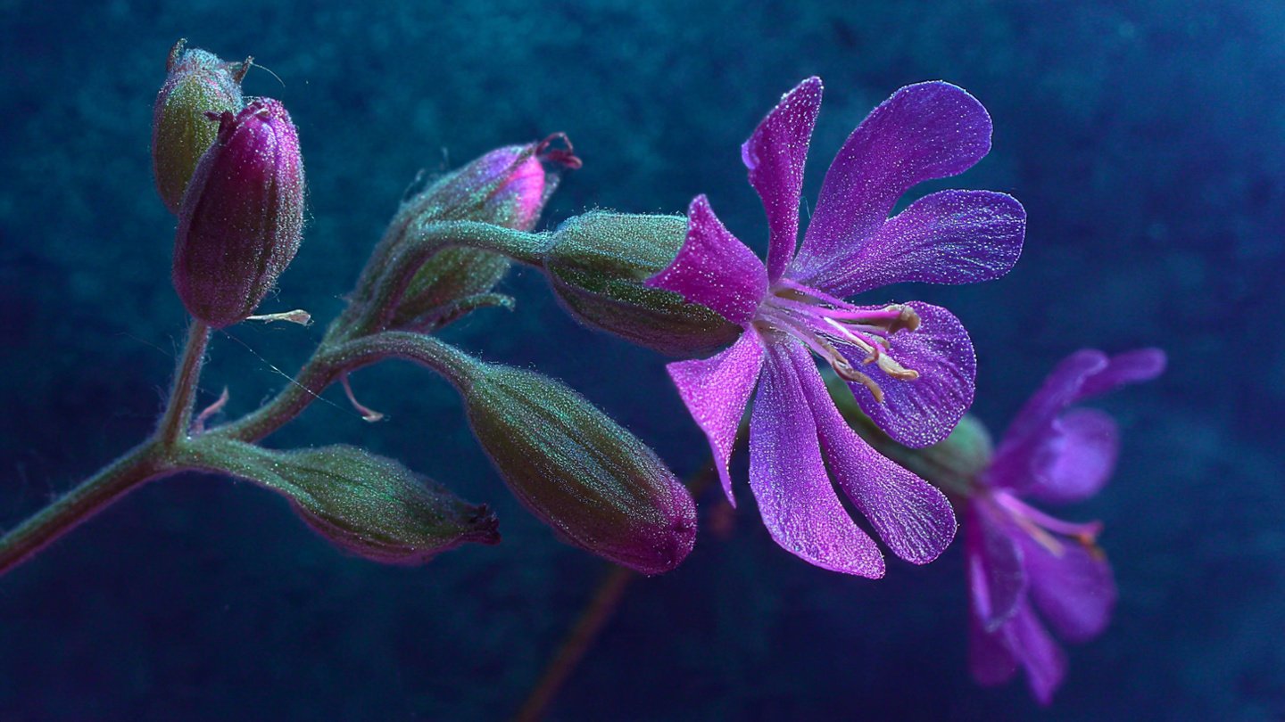 How to Easily Grow Silene from Seed: A Step-by-Step Guide