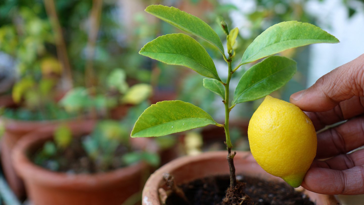 Discover the Simple Method to Root Lemon Cuttings at Home