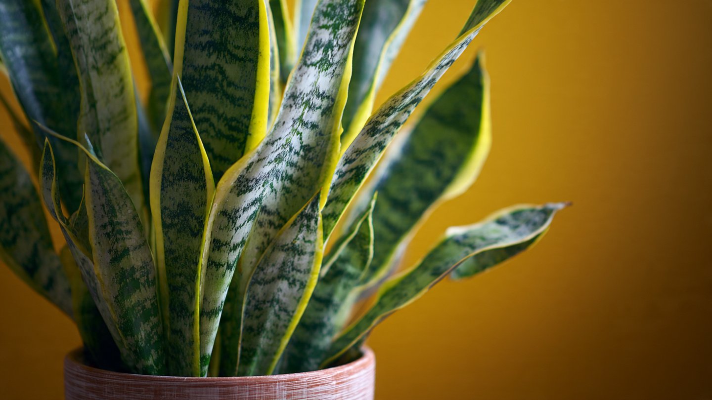Simple Techniques for Growing Snake Plants Indoors Successfully