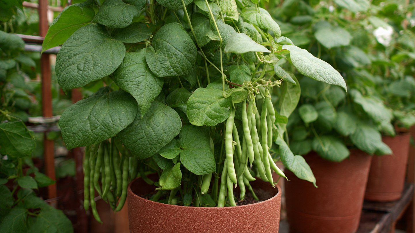 How to Successfully Grow Beans in Pots for Maximum Yield and Flavor