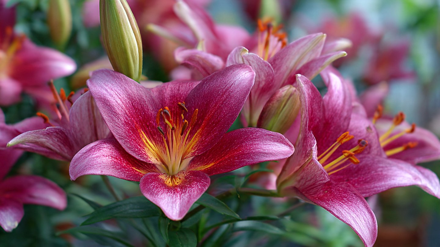 How to Successfully Grow Beautiful Lily Plants in Your Home Garden
