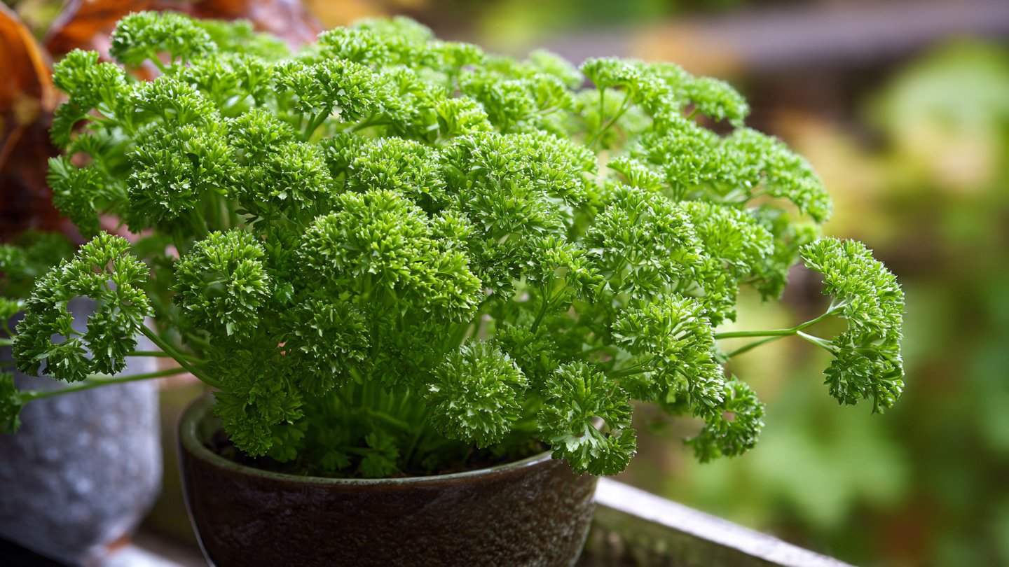 How to Successfully Grow Parsley in Containers for Home Gardens