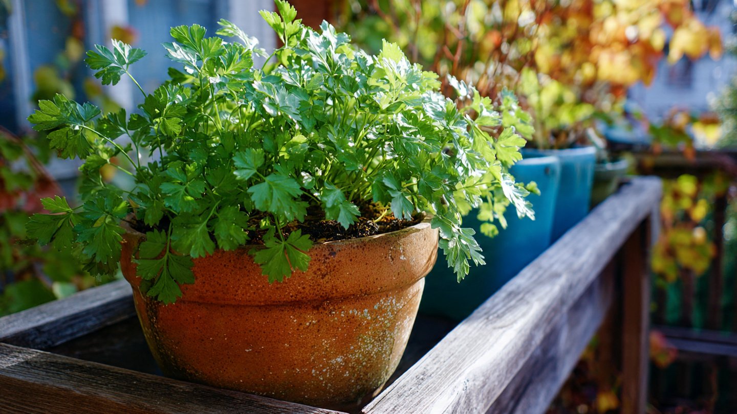 How to Successfully Grow Parsley in Containers for Home Gardens