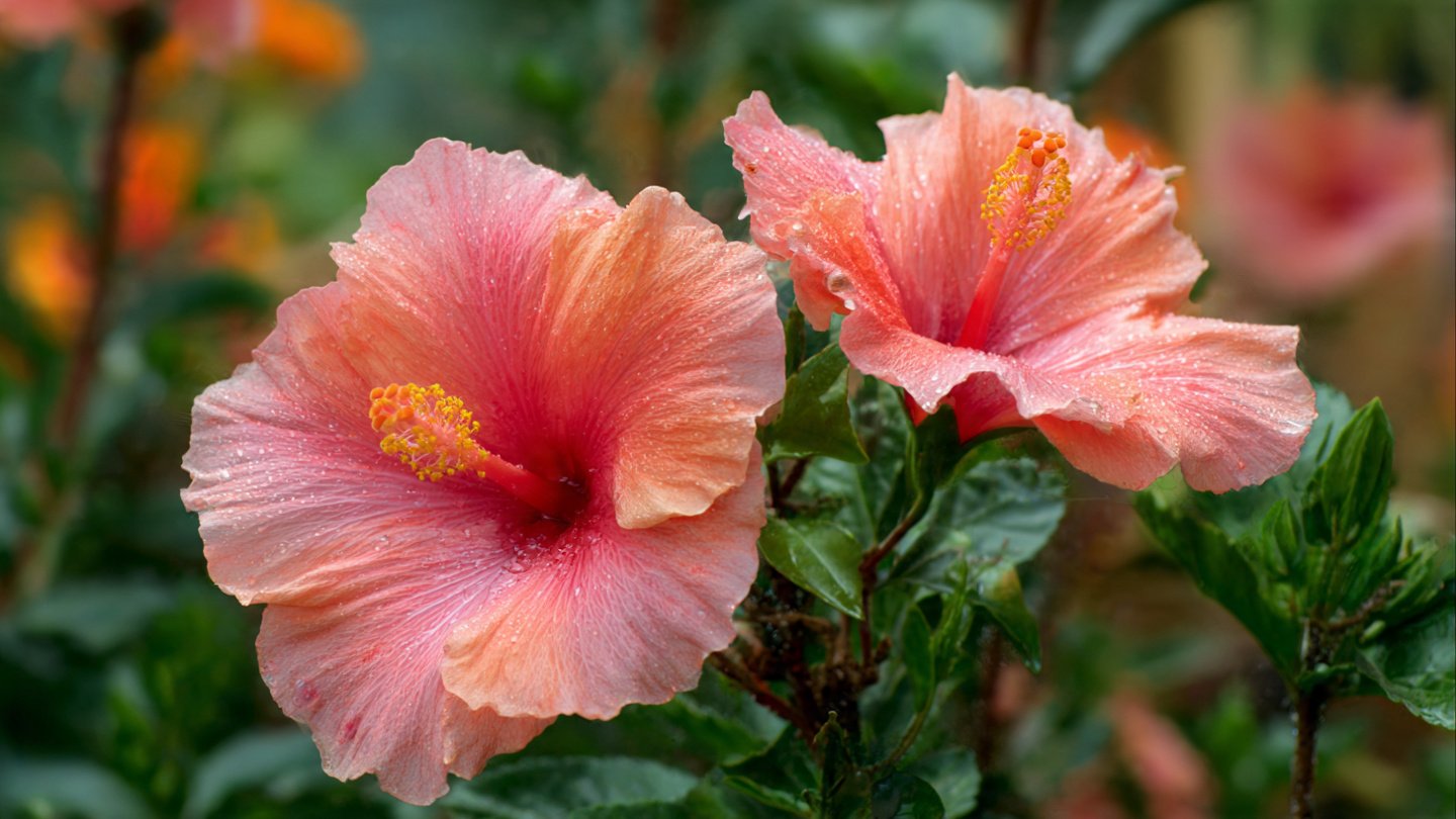 How to Successfully Grow Beautiful Hibiscus Plants at Home and Create a Tropical Paradise in Your Garden