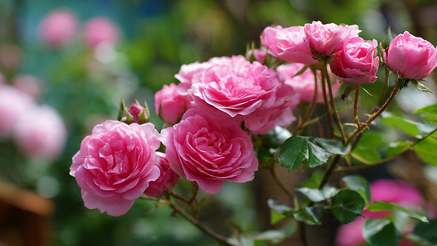 How to Successfully Grow Beautiful Roses from Cuttings in Your Own Garden Space without Specialized Tools