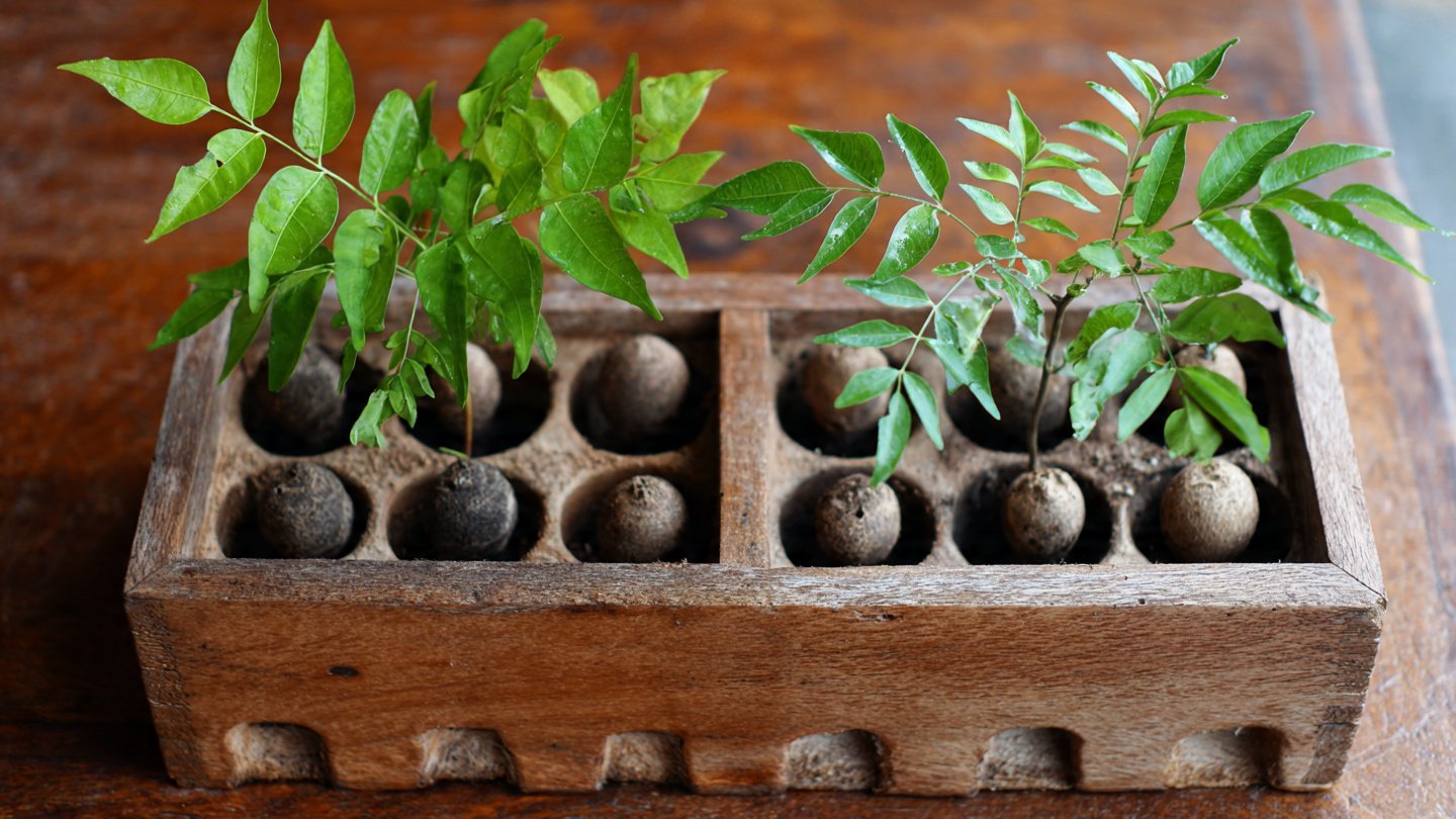 How to Successfully Grow Curry Leaf Plants From Seeds at Home for Fresh Flavors