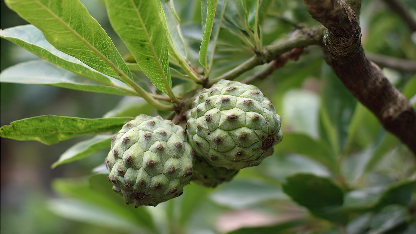 How to Successfully Propagate Custard Apples from Seed: A Step-by-Step Guide