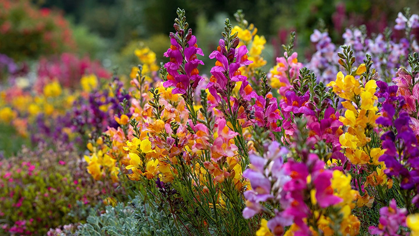 How to Achieve the Best Way to Grow Linaria Compact Plants for a Vibrant Garden