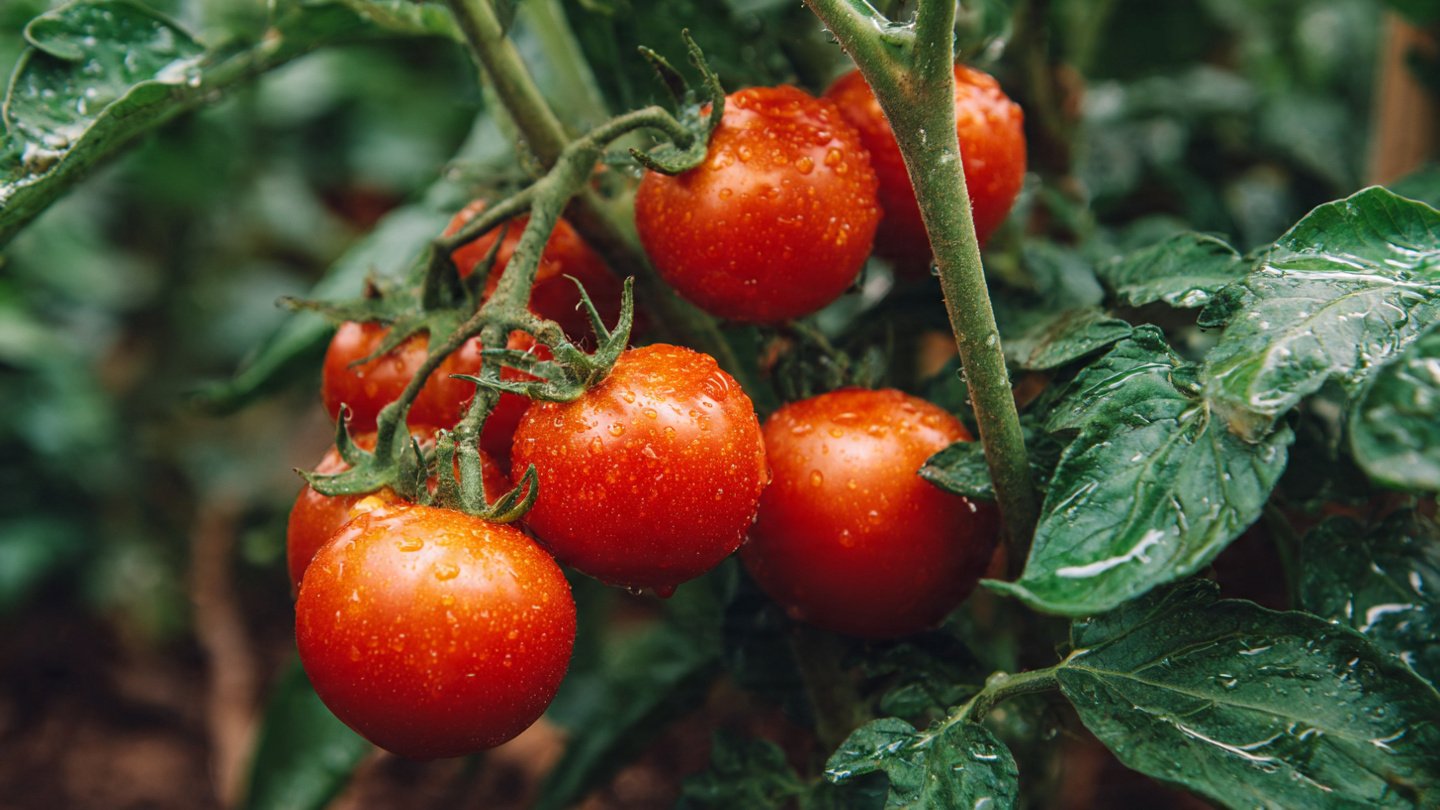 The Ultimate Guide to Successfully Growing Juicy Tomatoes at Home Using Simple Techniques and Minimal Effort