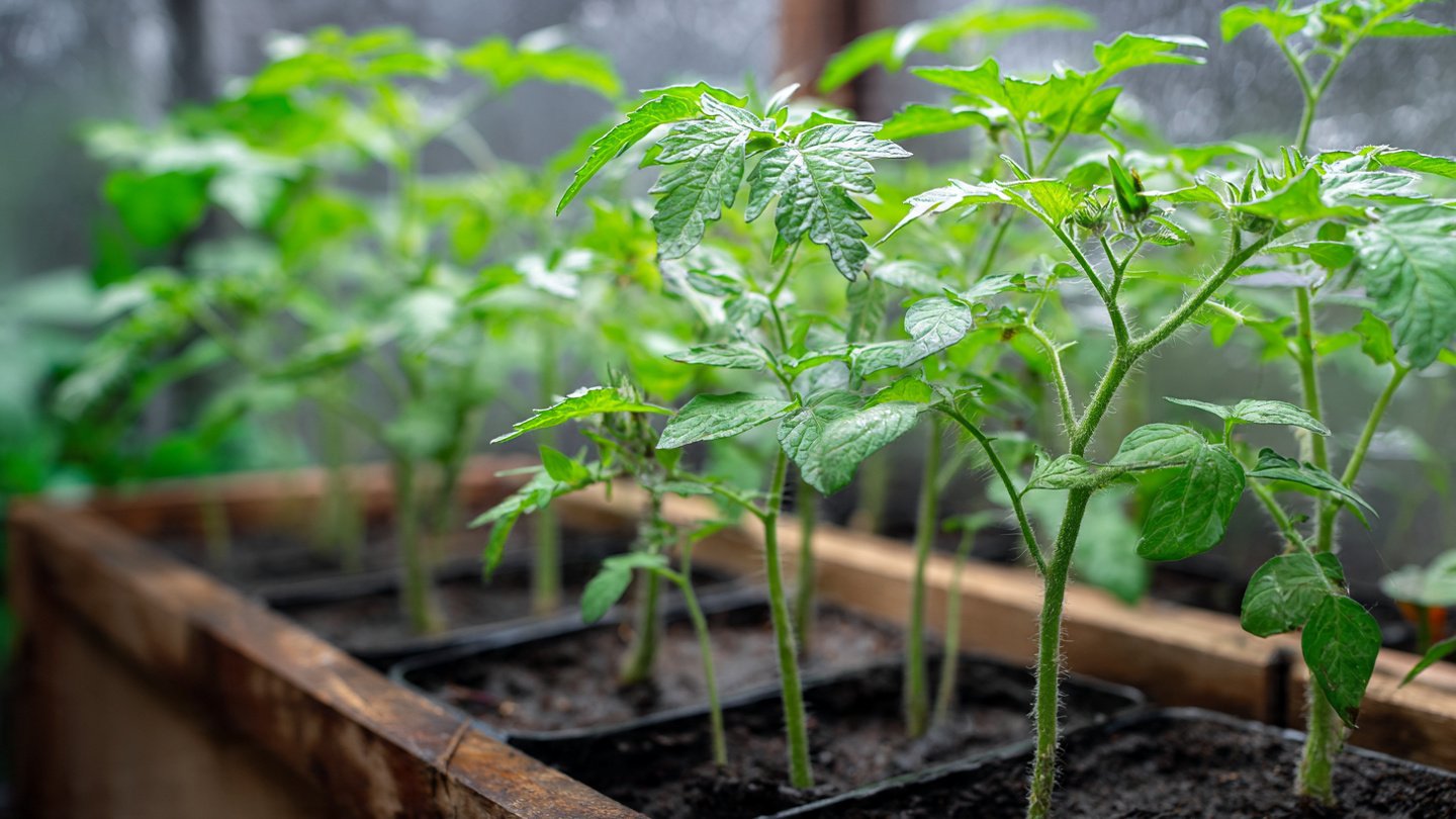 Simple Techniques for Easily Growing Tomato Plants from Cuttings in Your Home Garden