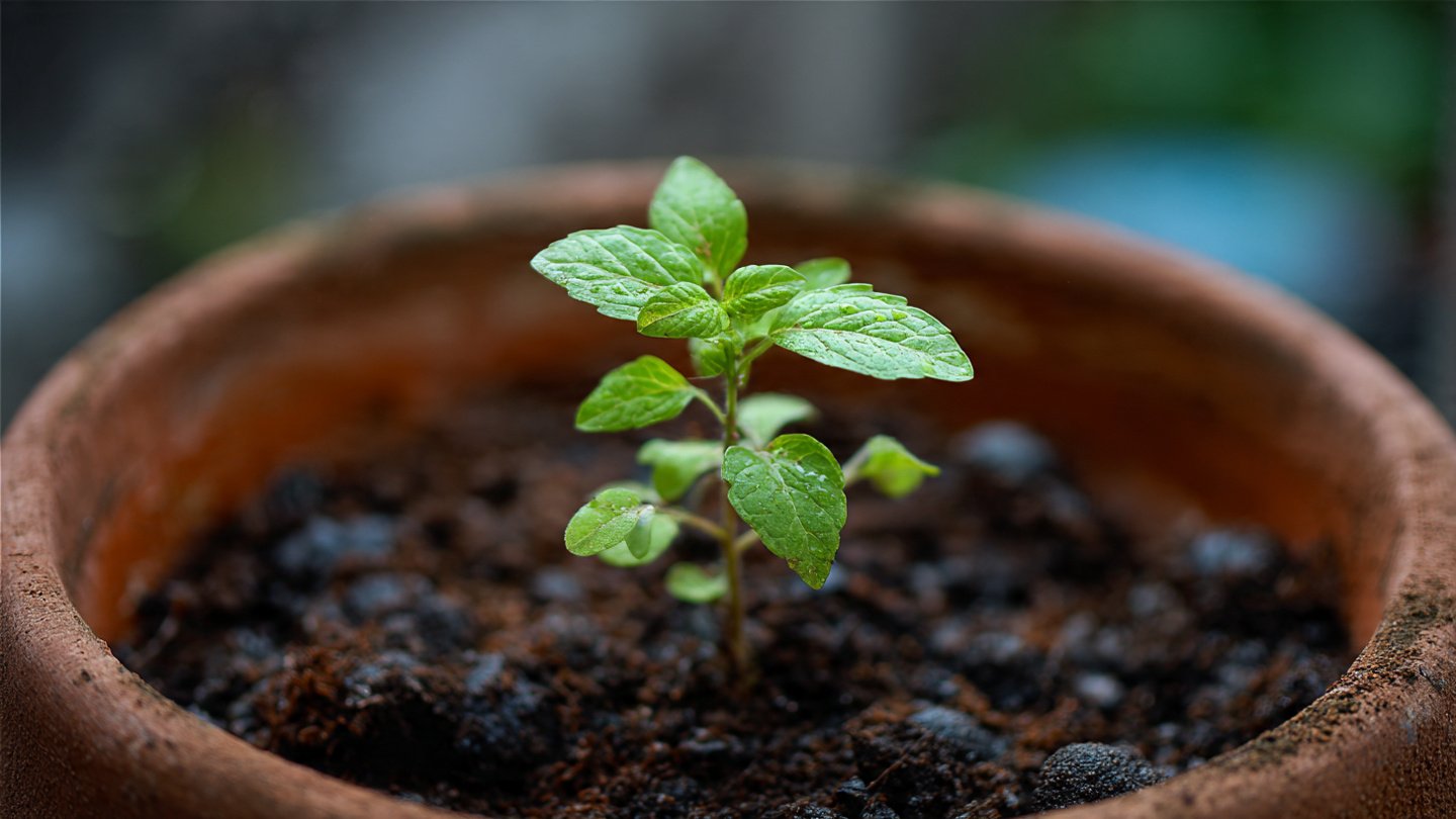 A Comprehensive Guide to Successfully Growing Tulsi From Seeds at Home Using Simple Techniques and Natural Methods