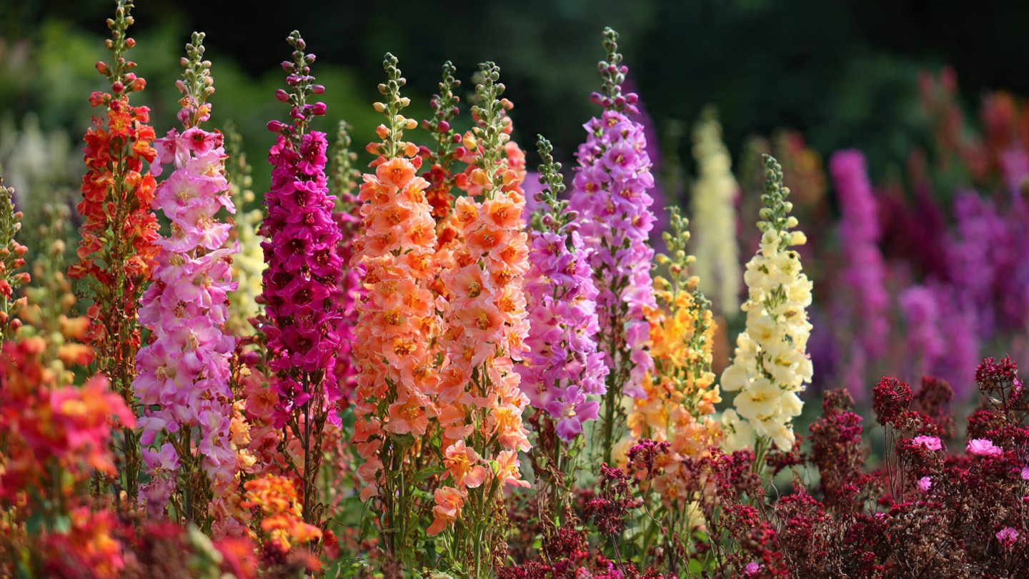 How to Grow Verbascum Tall Flowers for a Stunning Garden Display