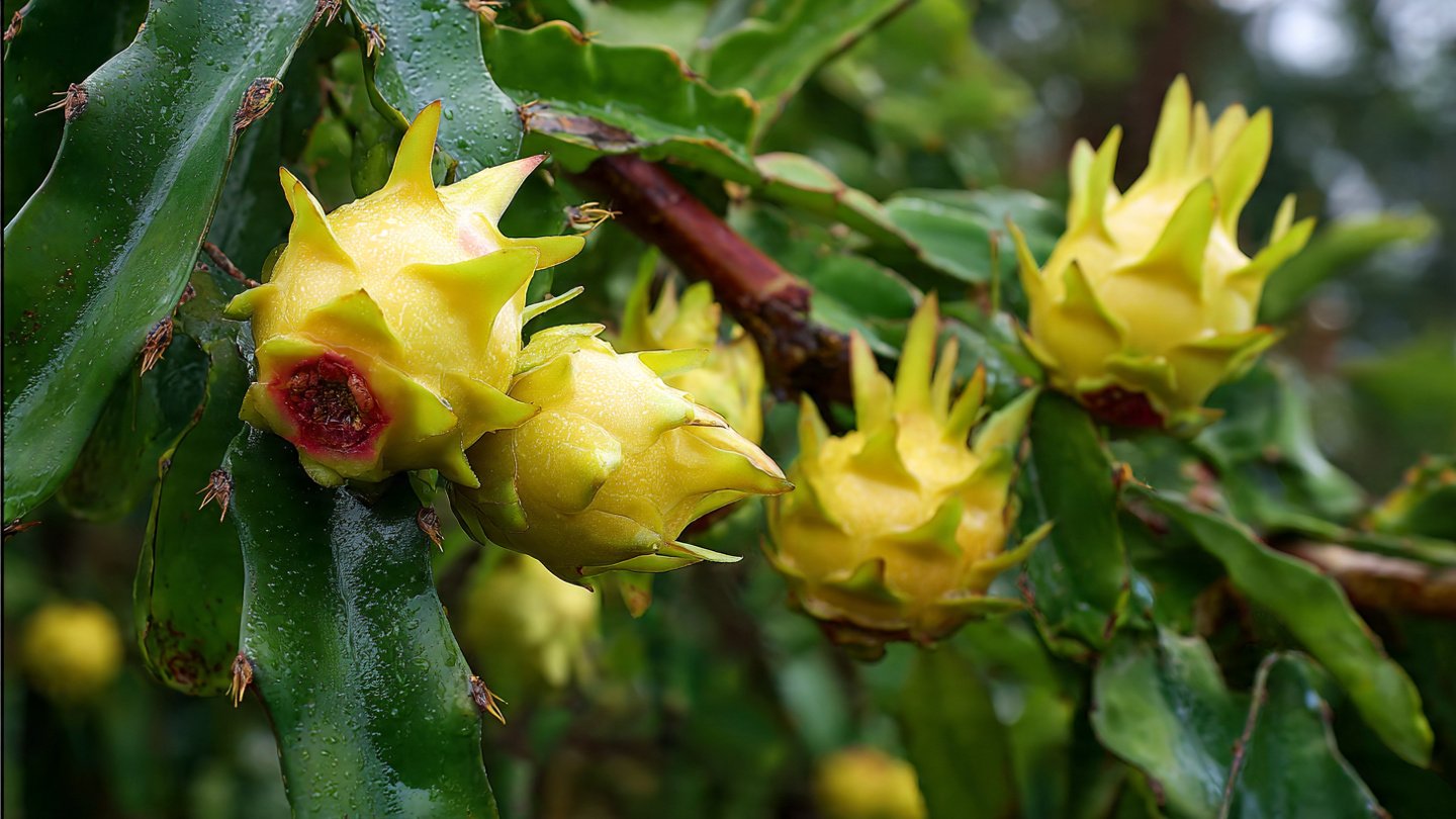 How to Properly Care for the Yellow Dragon Fruit Variety for Optimal Growth