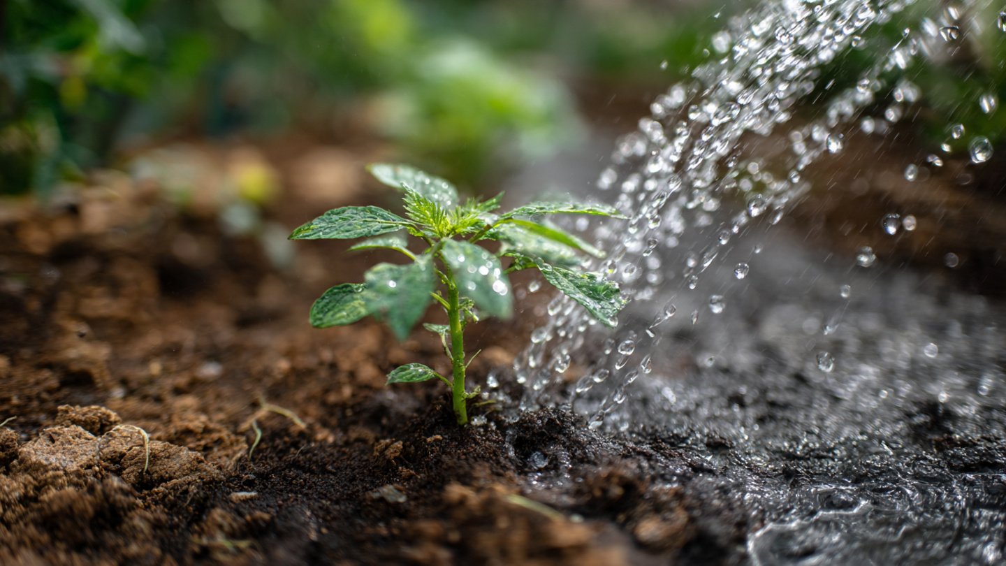 Benefits of Watering Pauses for Healthy Root Development