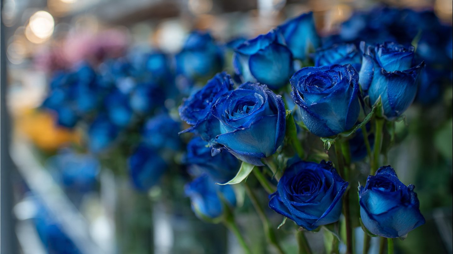 Why Are Blue Roses Appearing in Local Stores and What Does It Mean?