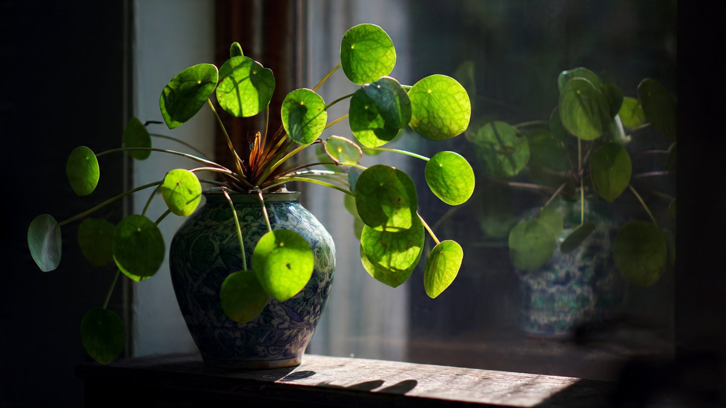 Why Is Your Chinese Money Plant Leaning Toward the Light?