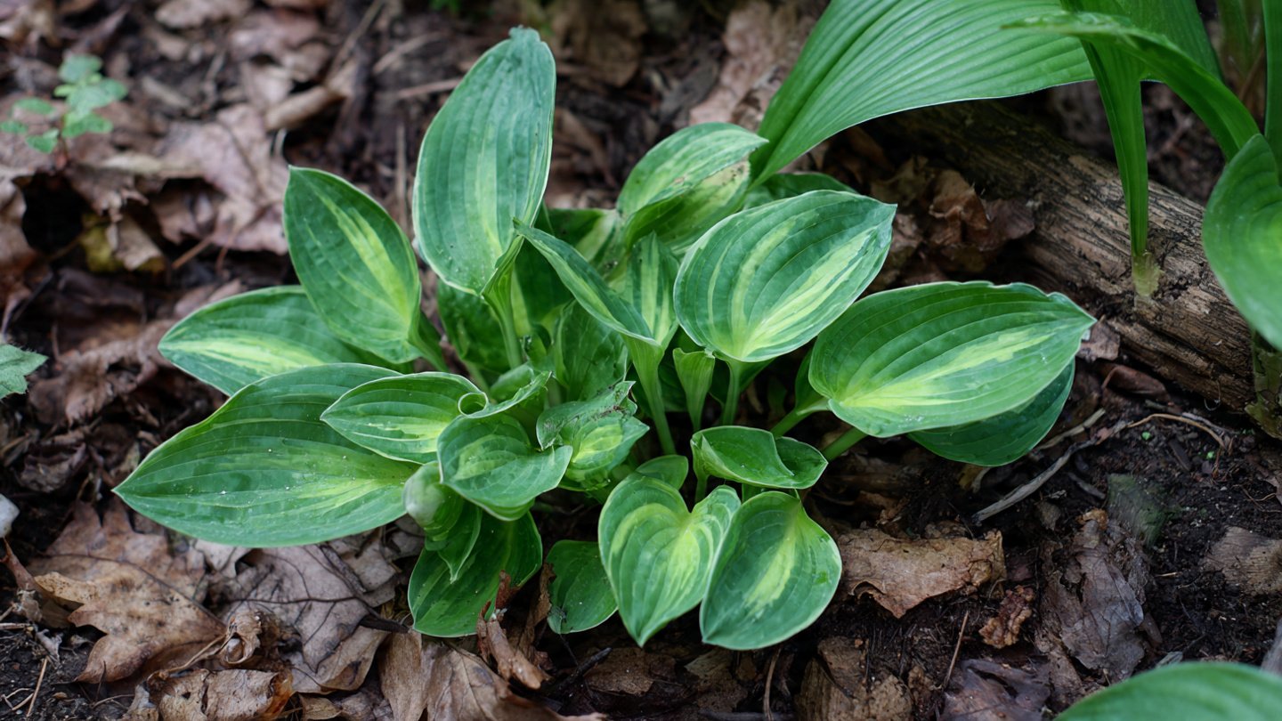 Is Early Spring the Secret to Thriving Hostas Through Division?