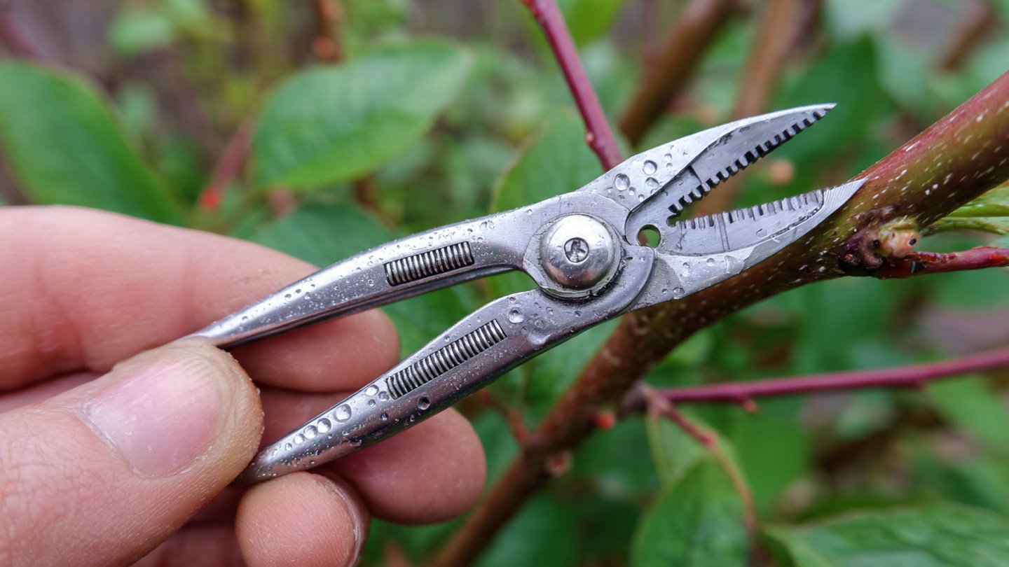 Effective Pruning Tool Cleaning Techniques to Prevent Disease Spread