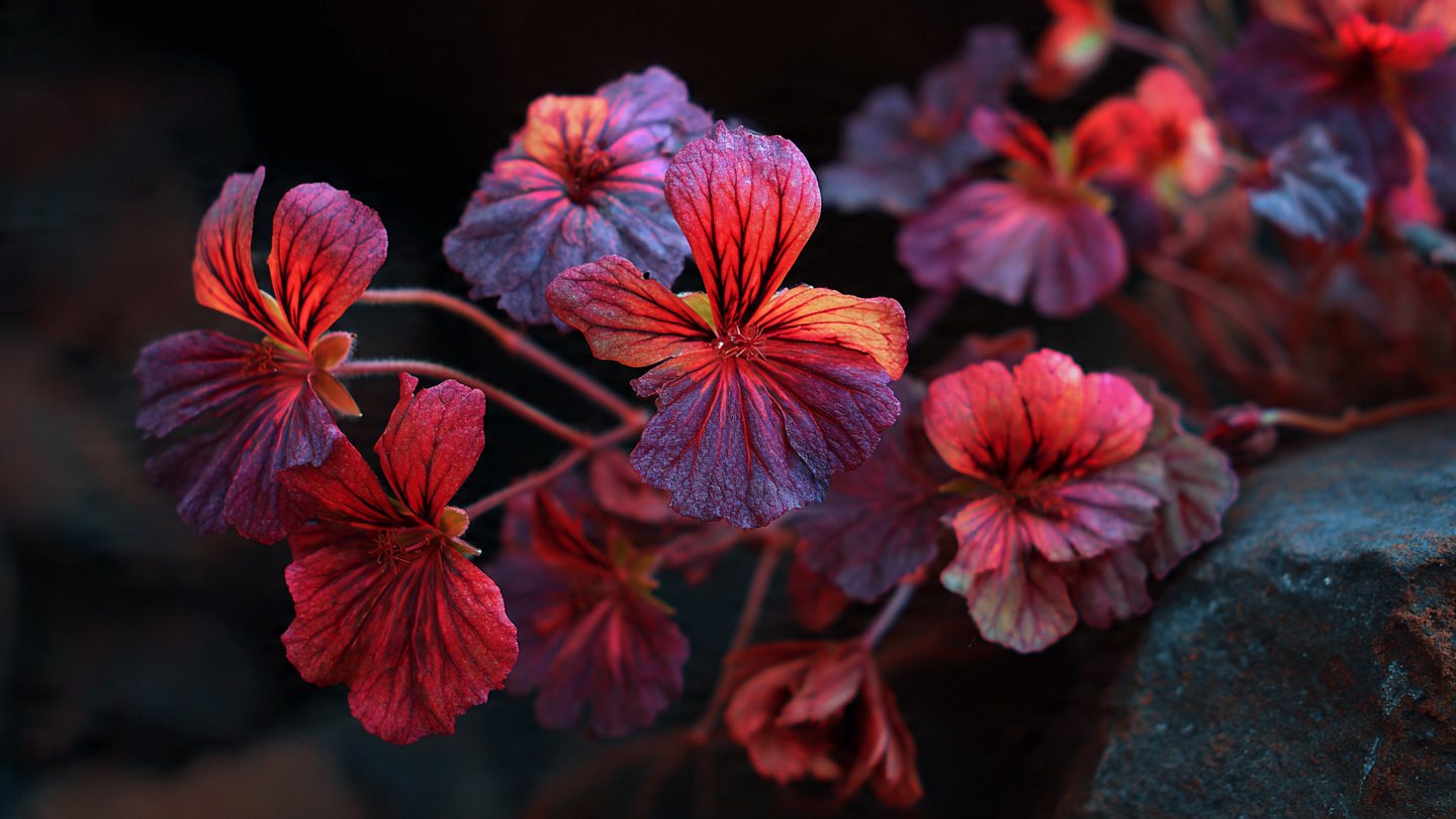 Why Do Geranium Leaves Turn Red in Summer?