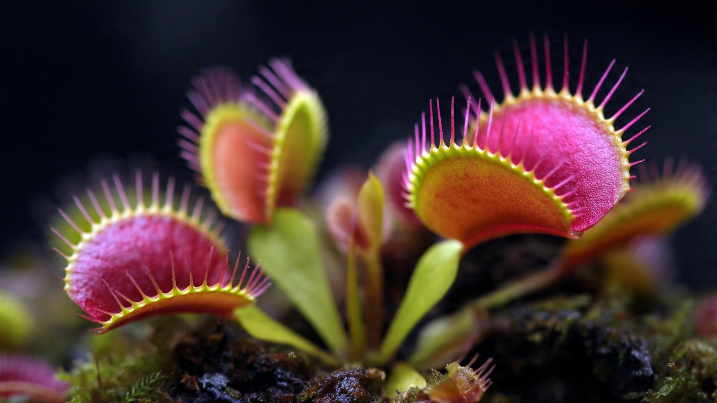 How Do Venus Flytraps Uniquely Track Their Prey?