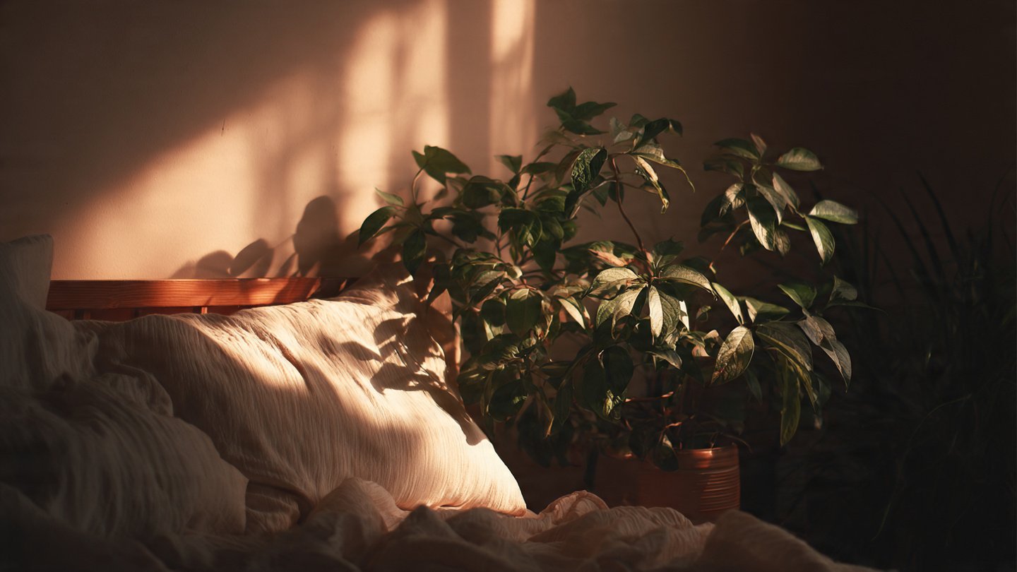 What Is the One Plant Every Bedroom Needs for a Better Night's Sleep?
