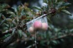 How to Protect Your Fruit From Birds Without Nets