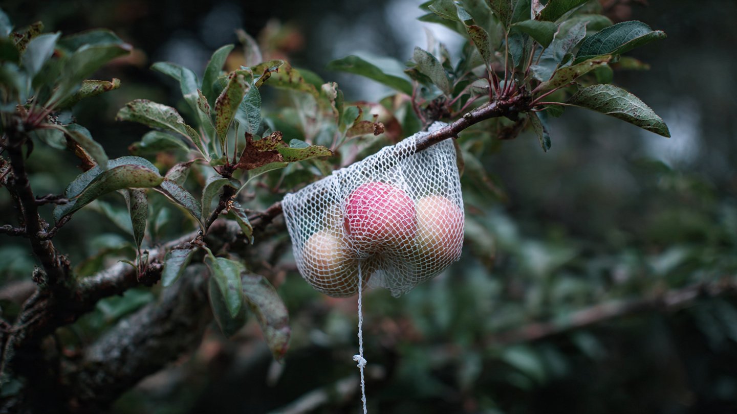 How to Protect Your Fruit From Birds Without Nets