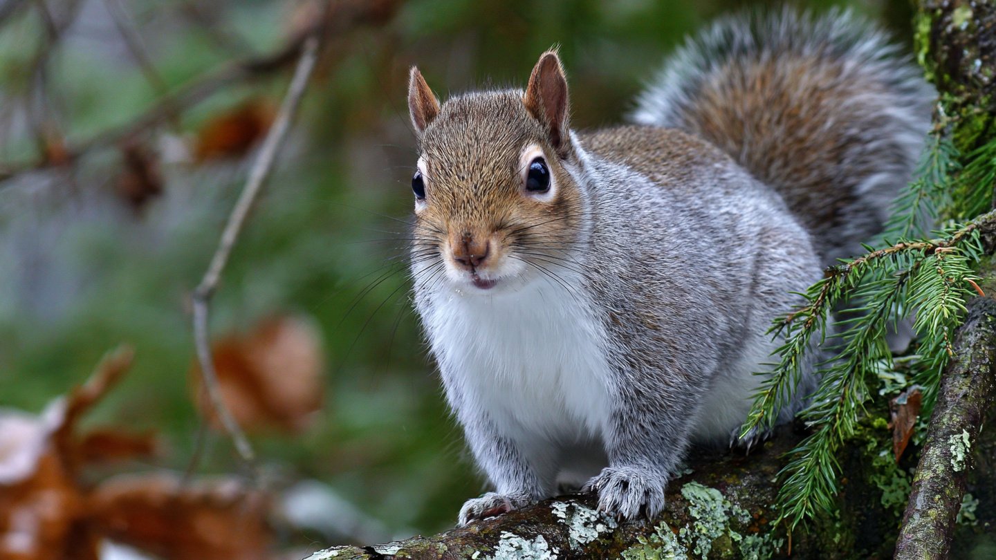 How to Keep Squirrels Away from Your Fruit Trees