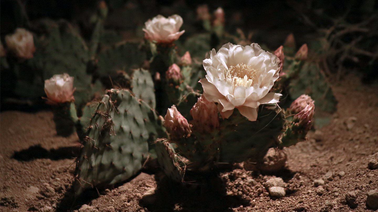 Why Some Rare Cacti Bloom Only One Night a Year