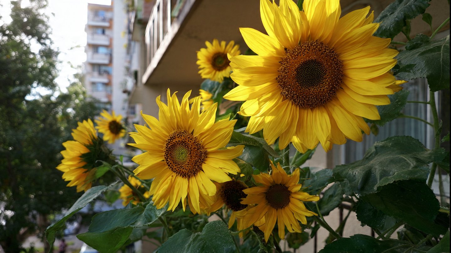 How Can You Successfully Grow Giant Sunflowers in a Small Urban Space?
