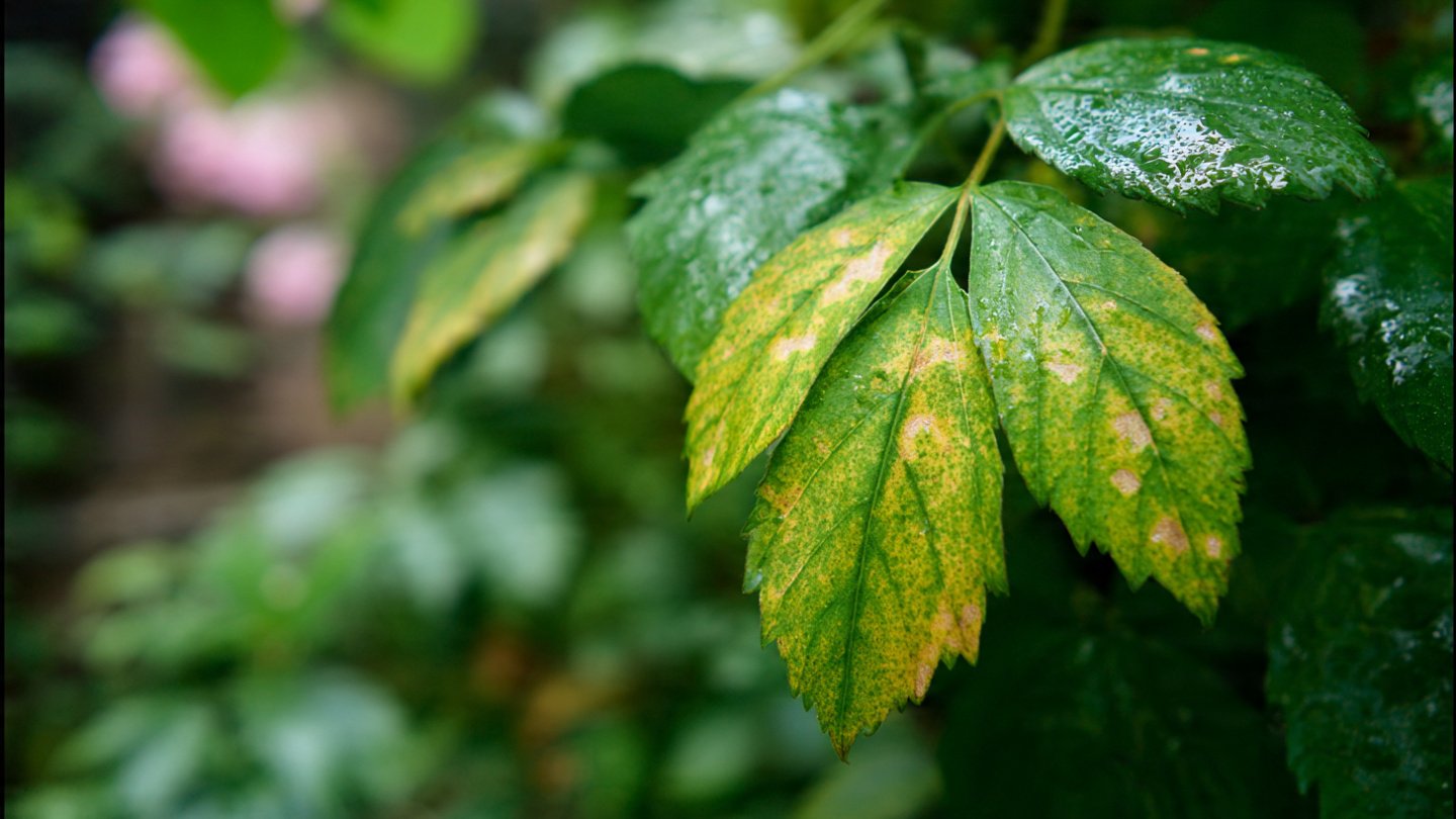 Understanding Rapid Leaf Discoloration Causes and Effects