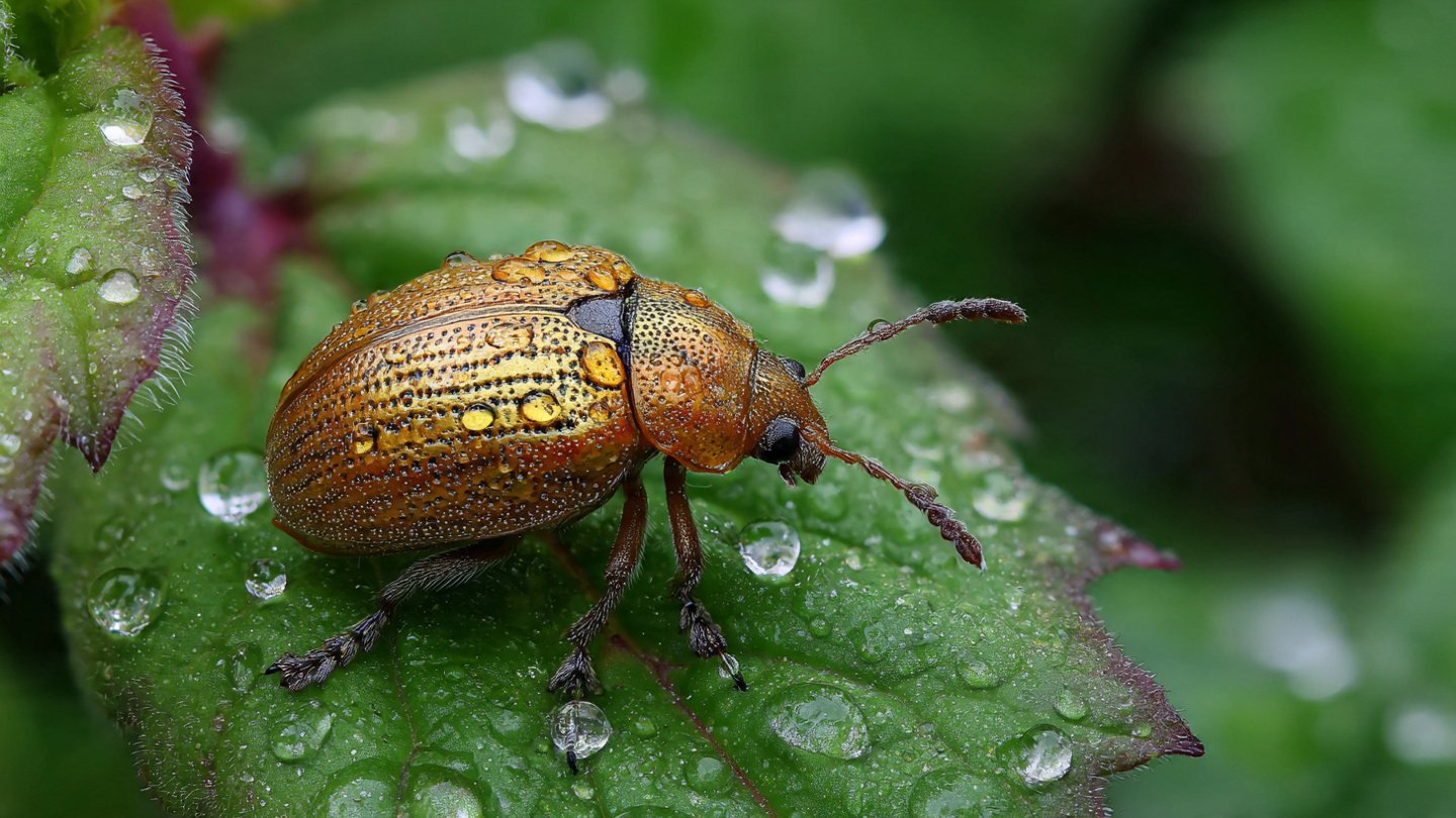 Understanding the Reasons Pests Are Drawn to Your Garden