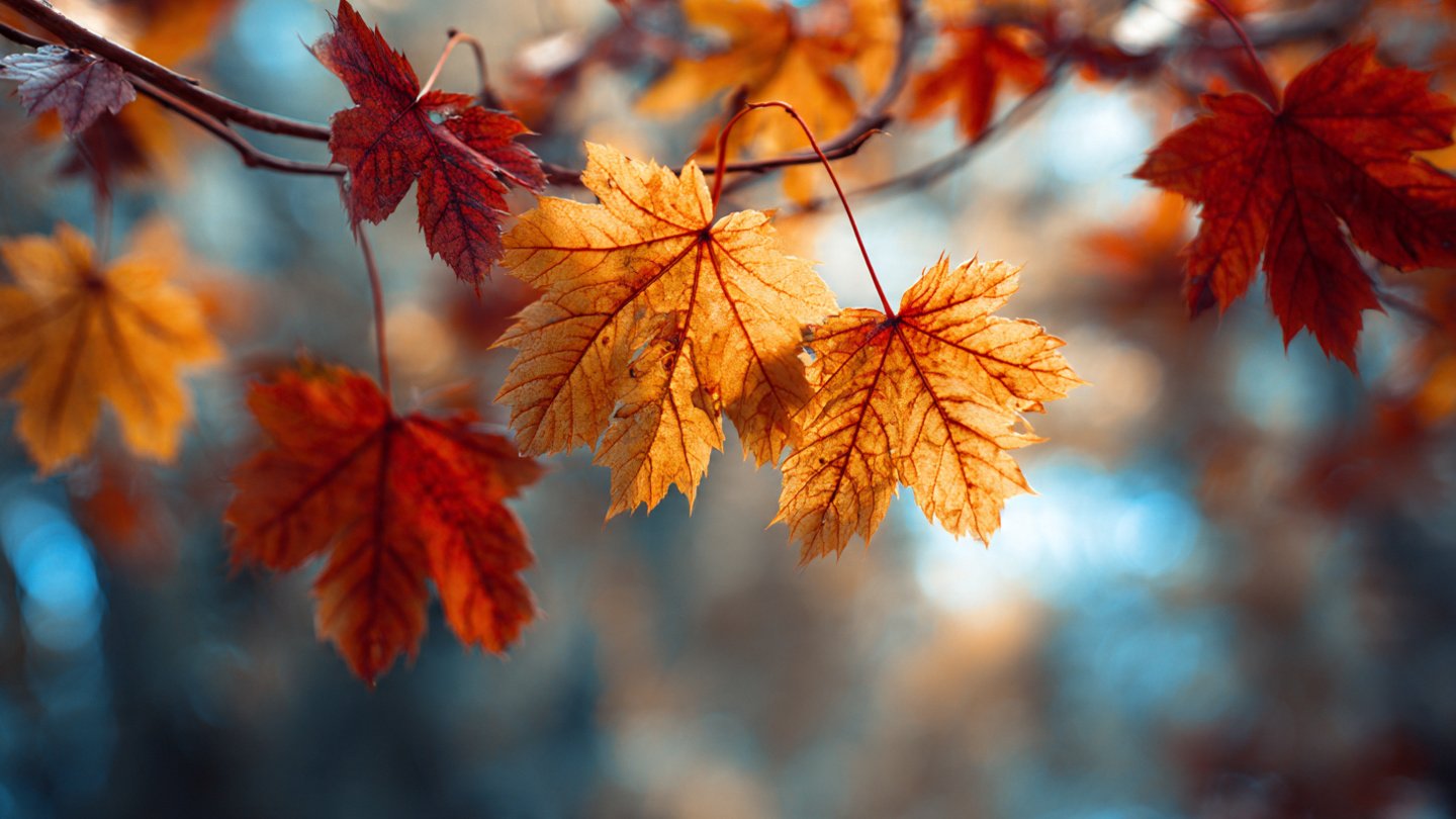 Understanding Why Leaves Turn Pale During Seasonal Changes