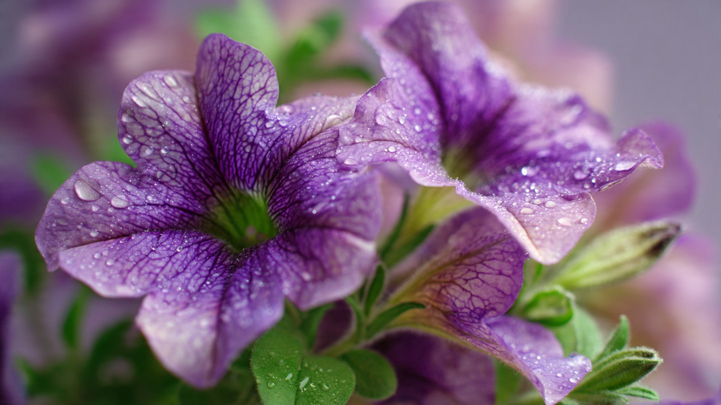 Why Are My Petunia Leaves Sticky? Causes and Solutions